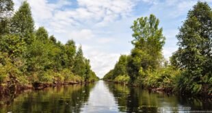 Taman Nasional Sebangau: Surga Tersembunyi di Jantung Kalimantan Tengah Jadi Garda Terdepan Konservasi Orangutan Dunia