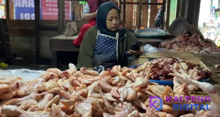 Jelang Lebaran 2026, Harga Ayam Potong di Pasar Besar Palangka Raya Naik Jadi Rp43 Ribu per Kg