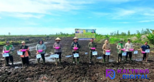 Kotim Mulai Tanam Padi Serentak di Lahan CSR, Targetkan 284 Hektare